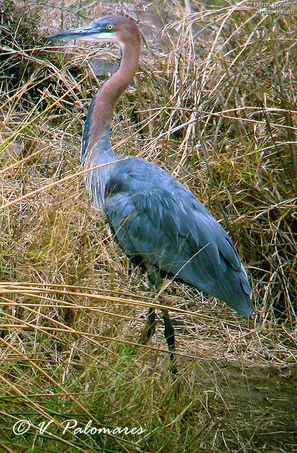 Héron goliath