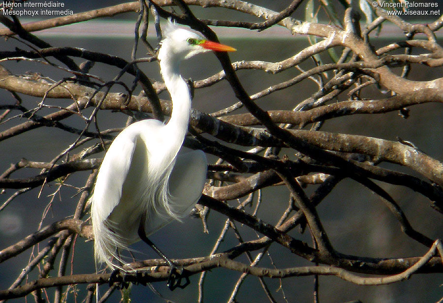 Medium Egret