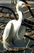 Medium Egret