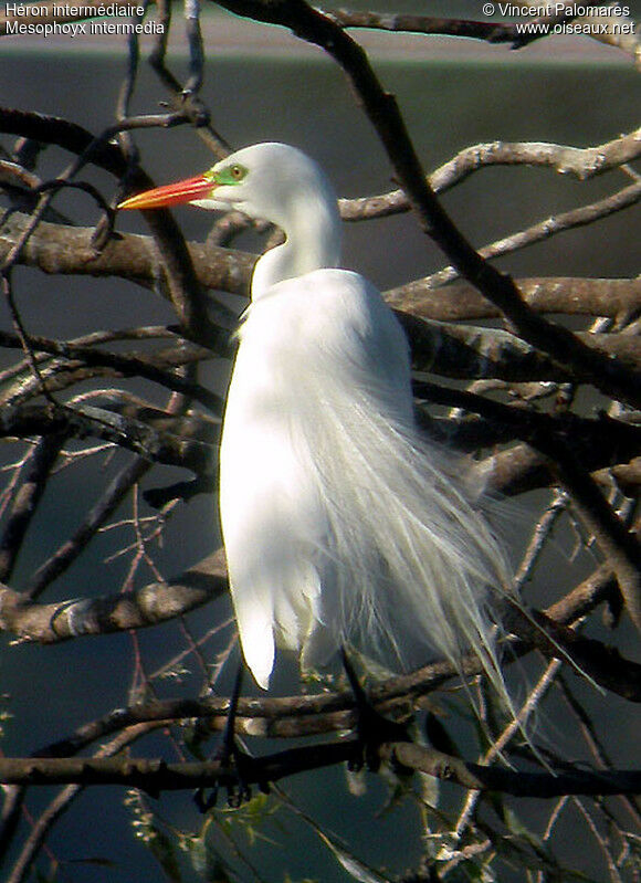 Intermediate Egretadult breeding, aspect, pigmentation