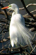 Medium Egret