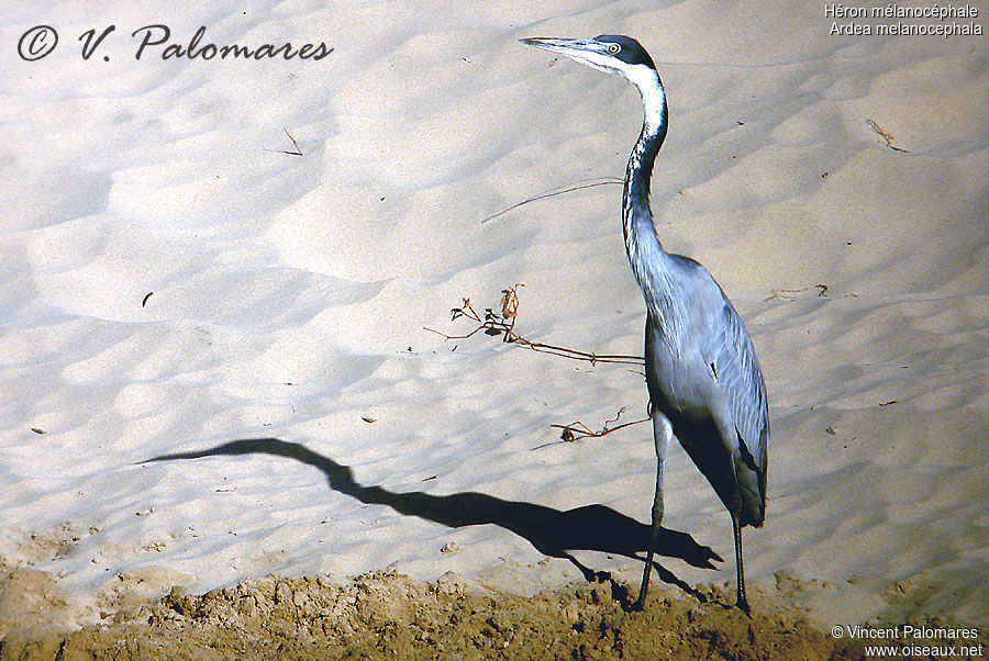 Black-headed Heron