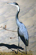 Black-headed Heron