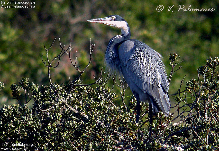 Black-headed Heron