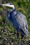 Black-headed Heron