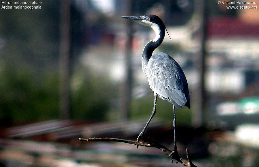 Black-headed Heron