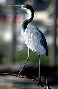 Black-headed Heron