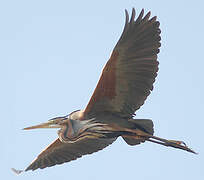 Purple Heron