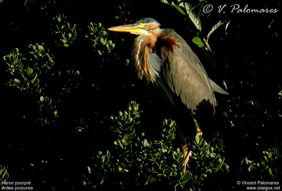 Purple Heron