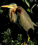 Purple Heron