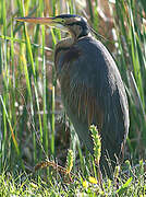 Purple Heron