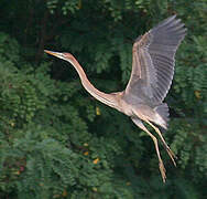 Purple Heron