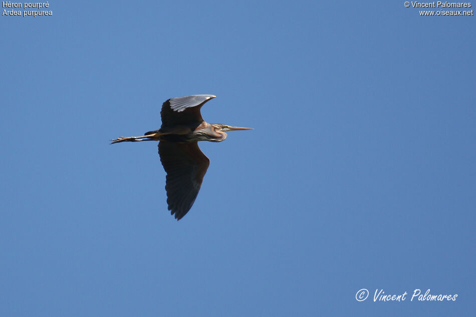 Purple Heron