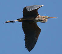 Purple Heron