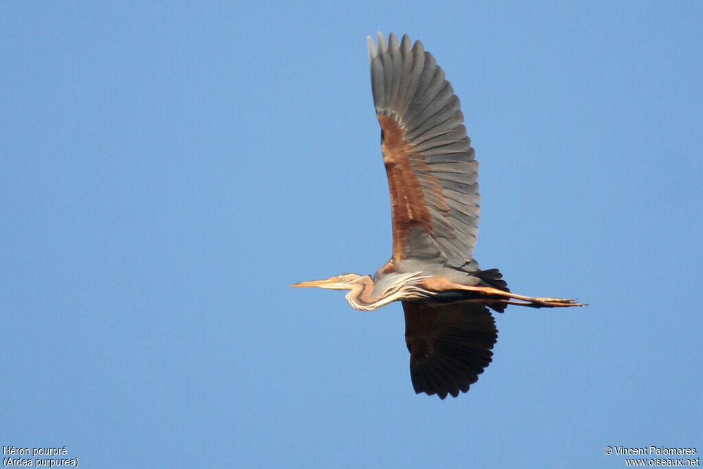 Purple Heron