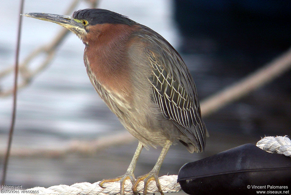 Green Heron