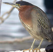 Green Heron