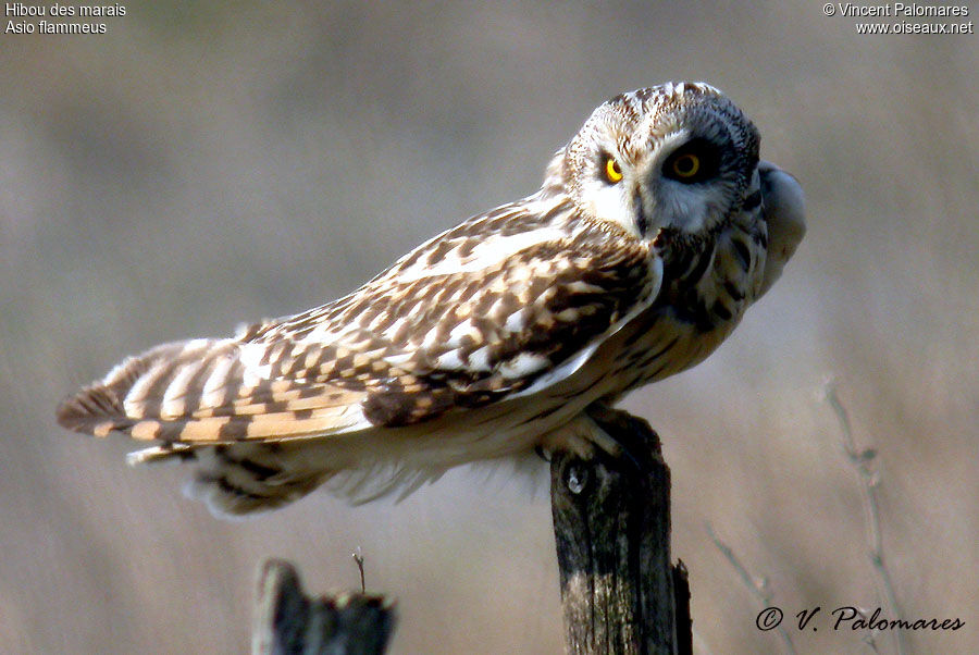 Hibou des marais