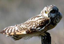 Short-eared Owl