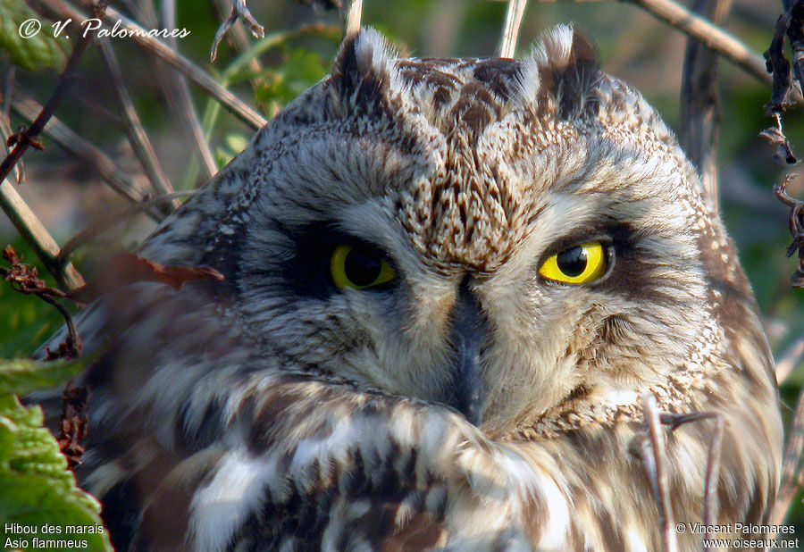 Hibou des marais