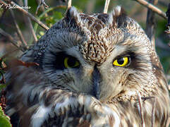 Short-eared Owl