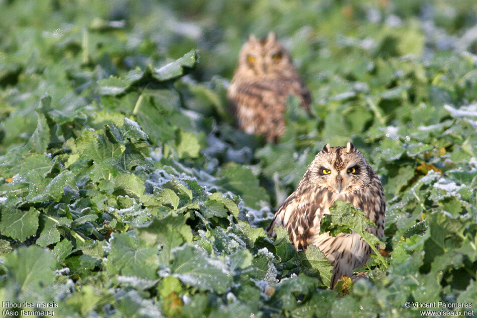 Hibou des marais