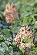 Short-eared Owl