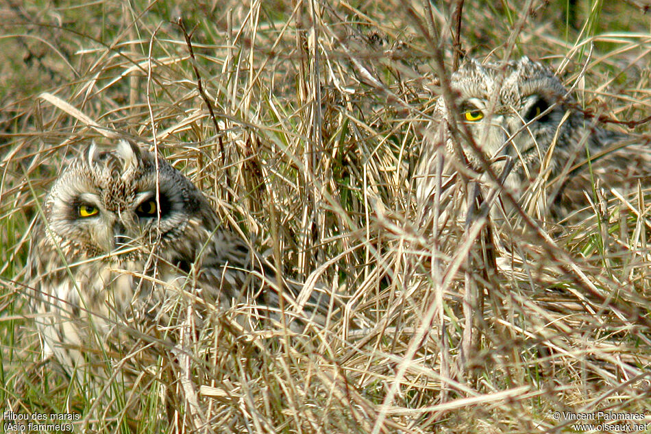 Hibou des marais