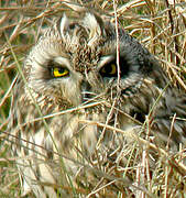 Hibou des marais