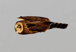 Short-eared Owl