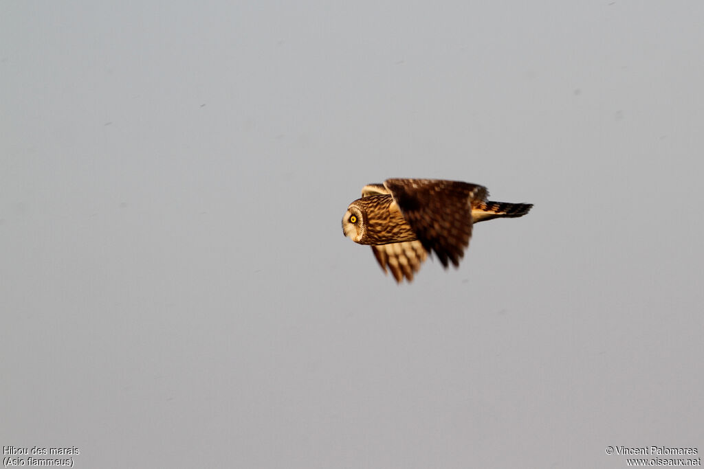 Short-eared Owl, Flight