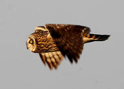 Short-eared Owl