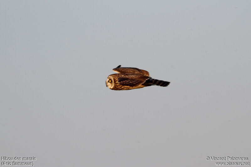 Short-eared Owl, Flight