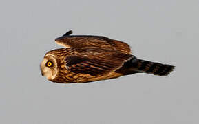 Short-eared Owl