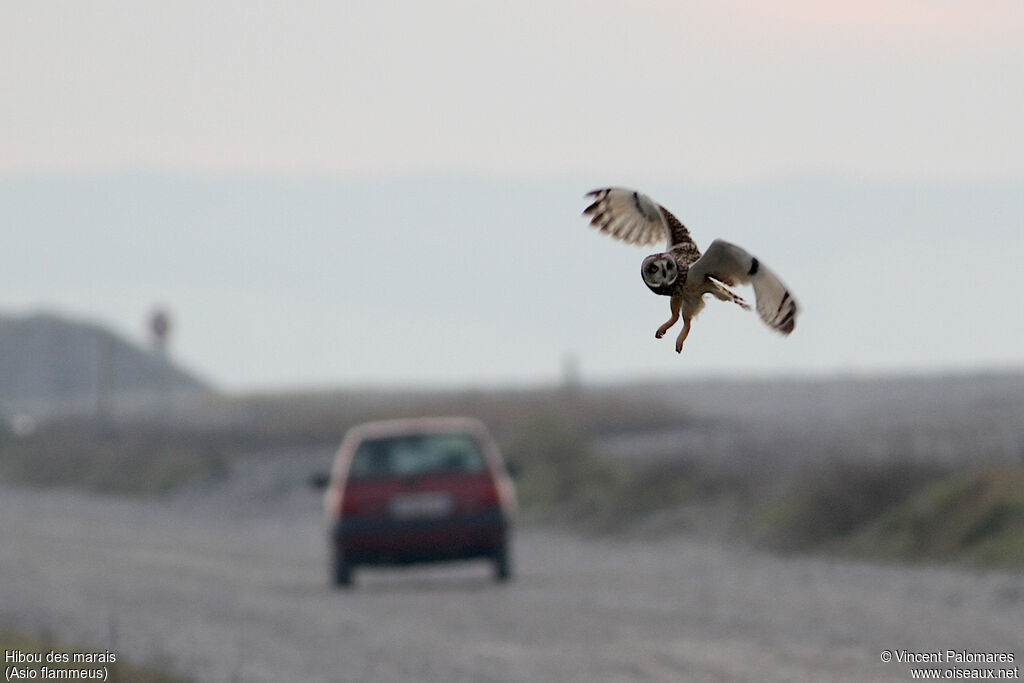 Hibou des marais