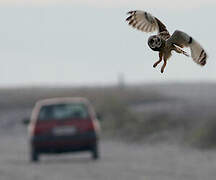 Short-eared Owl