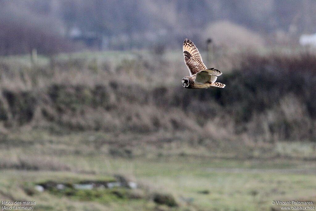 Hibou des marais