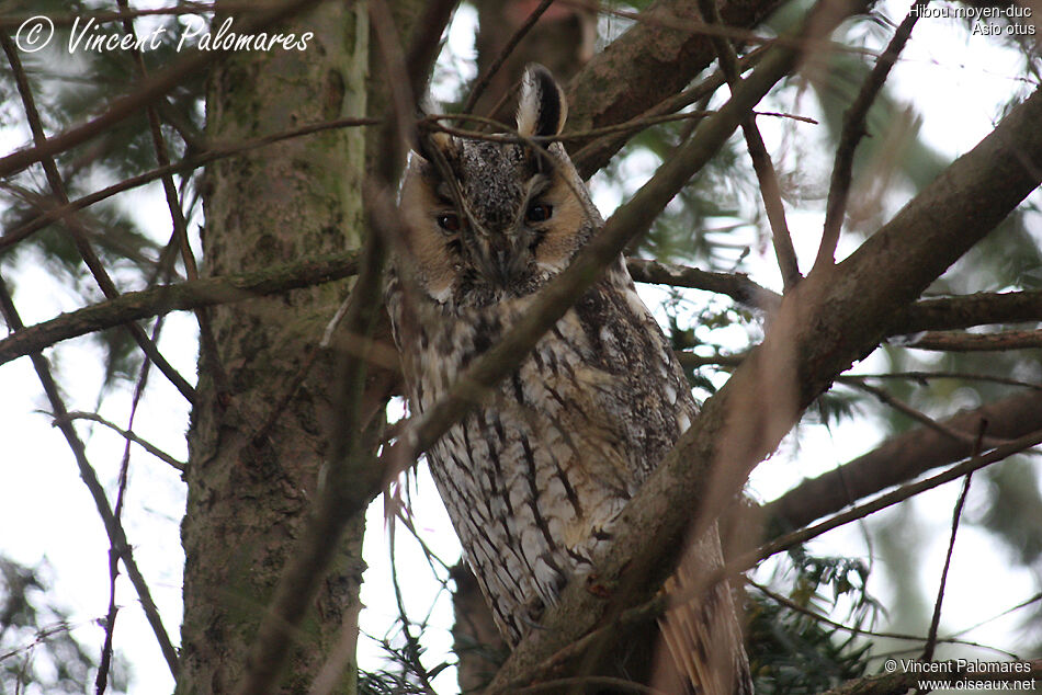 Long-eared Owl