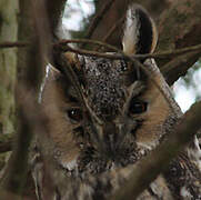 Long-eared Owl