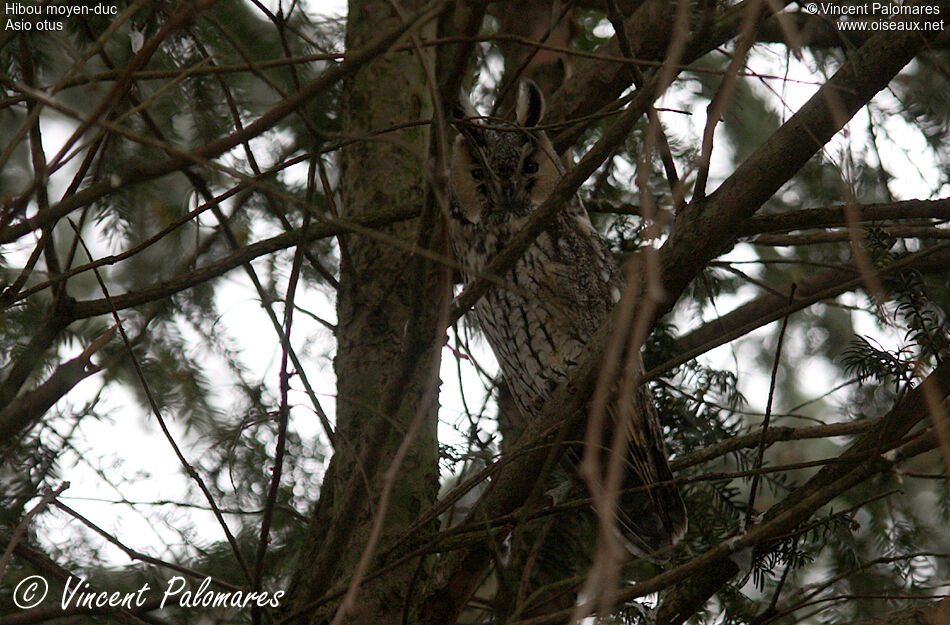 Long-eared Owl