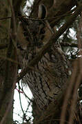 Long-eared Owl