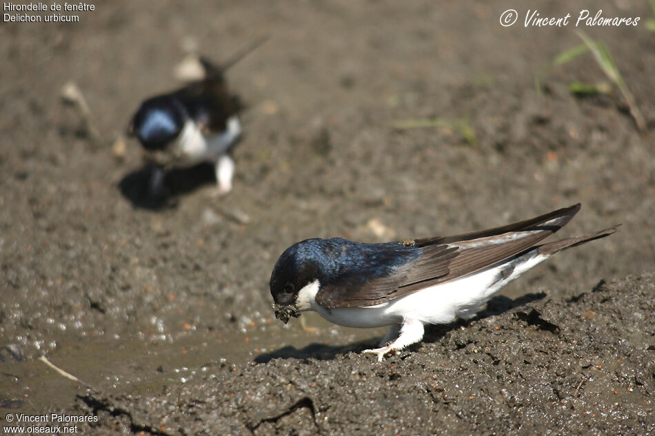 Common House Martin