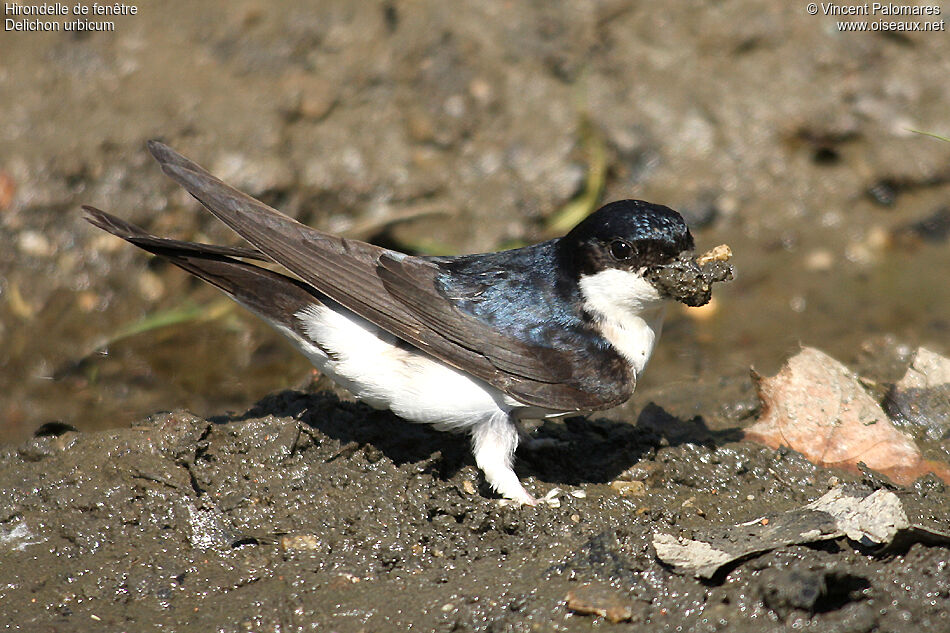 Hirondelle de fenêtre