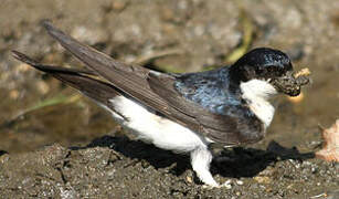 Western House Martin