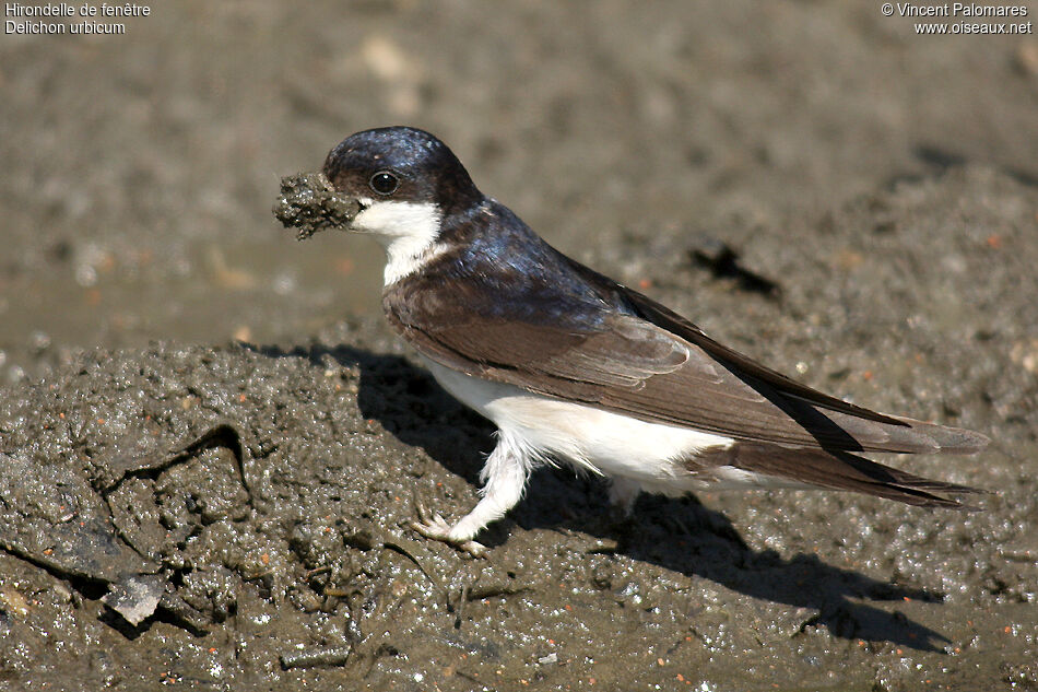 Common House Martin