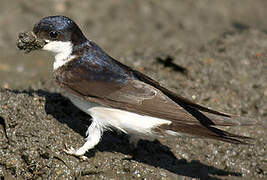 Western House Martin