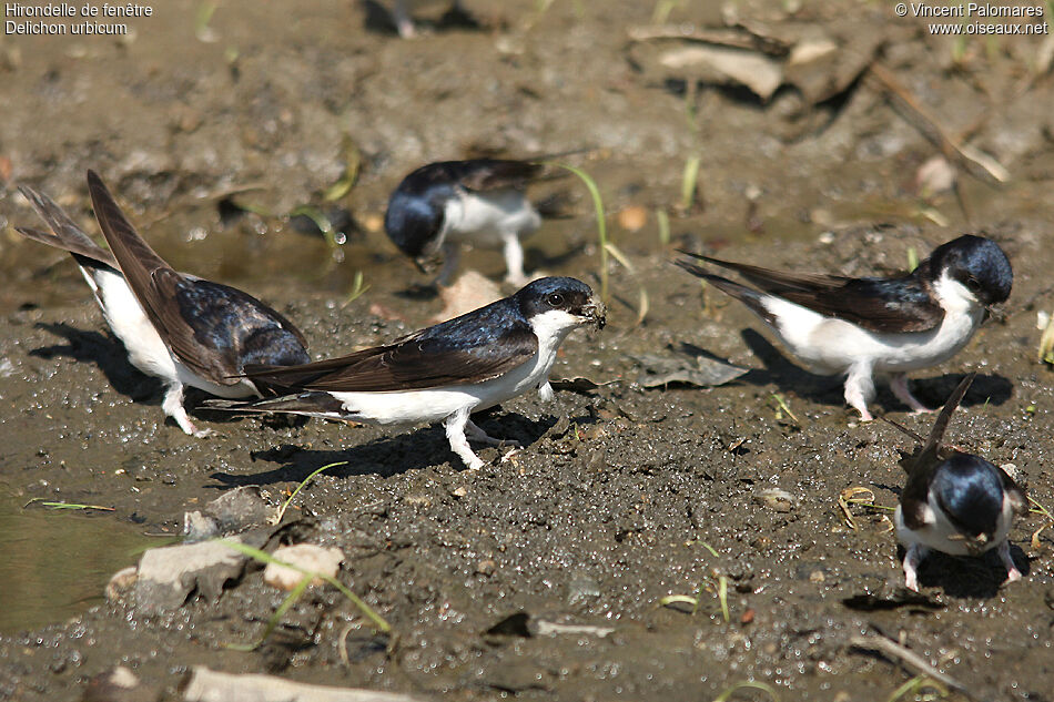 Hirondelle de fenêtre