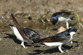 Common House Martin