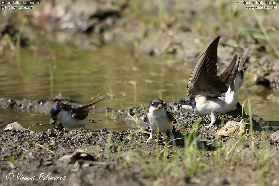 Western House Martin