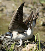 Common House Martin